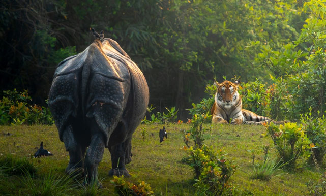 Kaziranga Holiday Tour