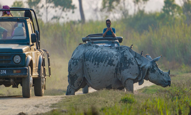 Kaziranga wildlife experience
