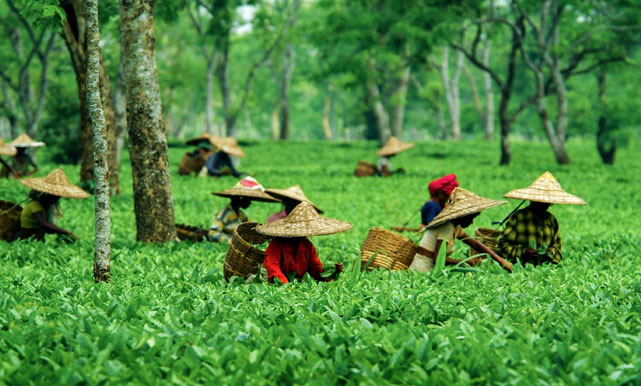 Assam tea garden experience